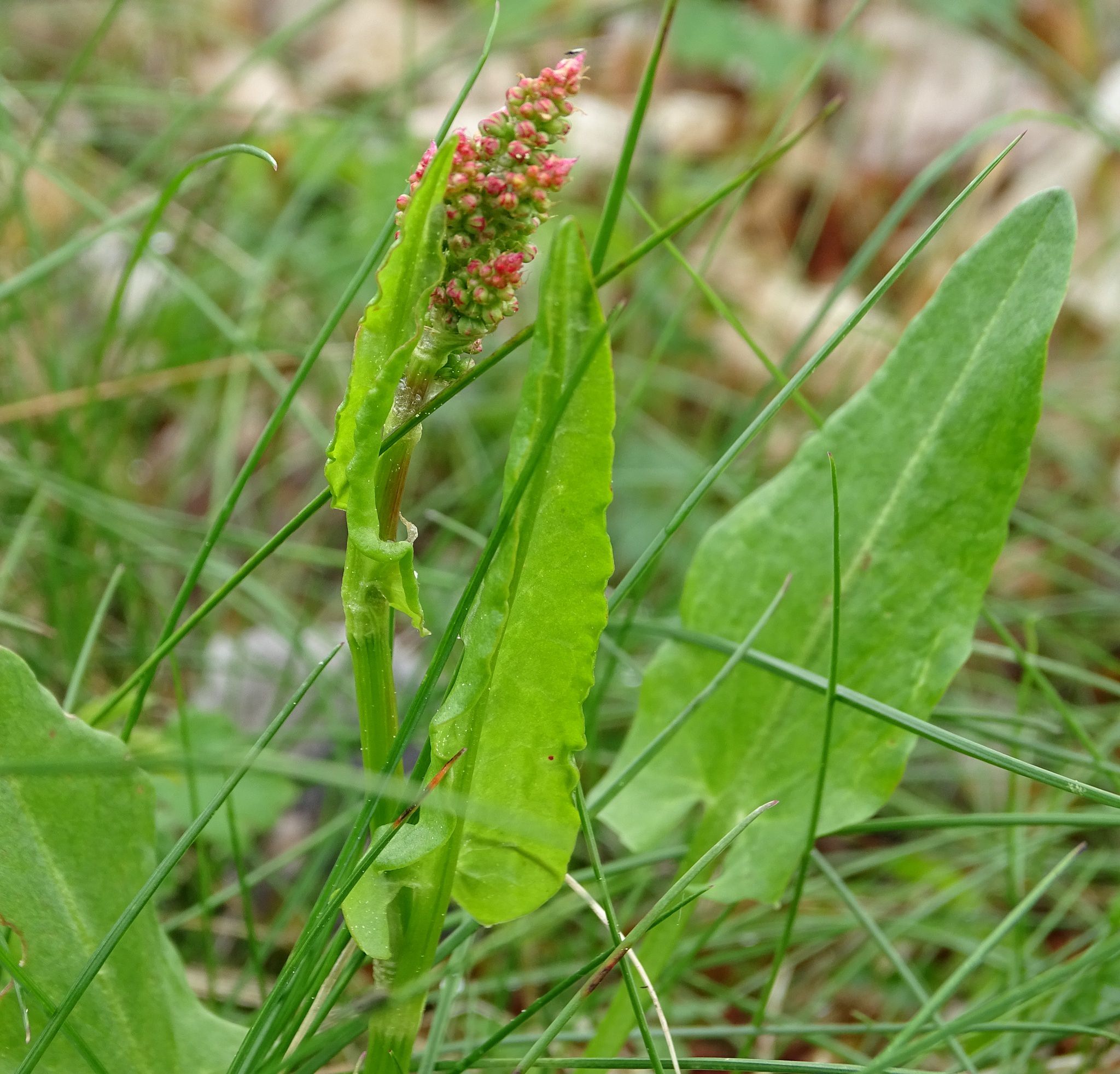 Rumex acetosa